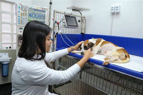 Hemodiálise para cães e gatos chega em Campo Grande a NefrovetMS