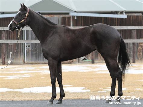 【うわさの2歳馬】おばに米gi2勝馬～アルファカリーナ｜競馬ニュース｜競馬予想のウマニティ