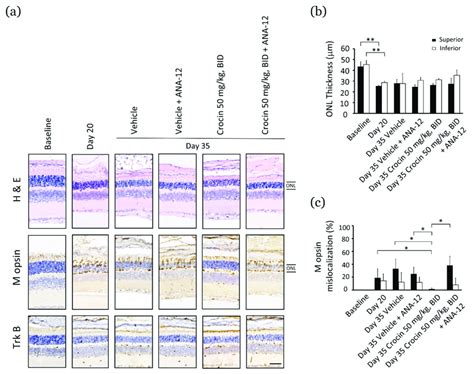 Crocin Modulates M Opsin Protein Localization To Function Via