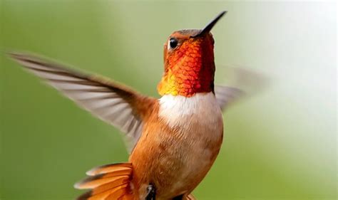 Ts Dazzling Elegance The Enchanting Ballet Of The Rufous Hummingbird