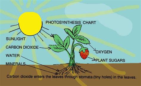 How Aquatic Plants Do Photosynthesis - Maison & Jardin