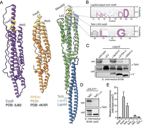 Structure Of A Tripartite Protein Complex That Targets Toxins To The