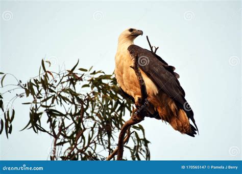 Australian White Bellied Sea Eagle Bird Perching On A Branch Stock