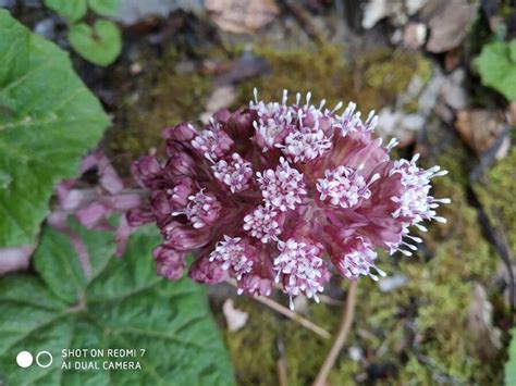 Observation: Petasites hybridus (L.) G.Gaertn., B.Mey. & Scherb ...