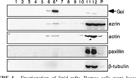 Figure From Transient Translocation Of The B Cell Receptor And Src