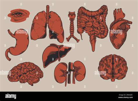 Human Biology Organs Anatomy Illustration Set Of Human Internal Organs Liver Lungs Heart