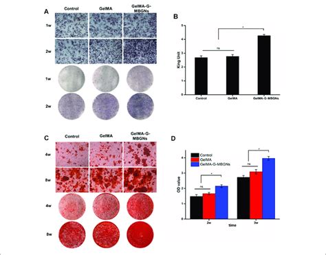 Characterization Of The Osteogenic Activity A Alp Staining Images