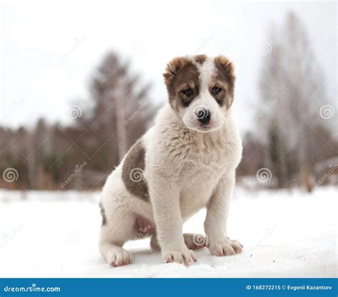 Spotted Puppy Of Breed Alabay On A Background Of Winter Nature Central