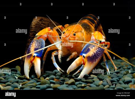 Cherax Destructor Hi Res Stock Photography And Images Alamy