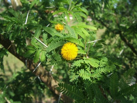 Acacia farnesiana Pictures - Trees and Power Lines - Edward F. Gilman ...