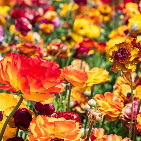 Ranunculus Bulbs For Sale Easy To Grow Bulbs