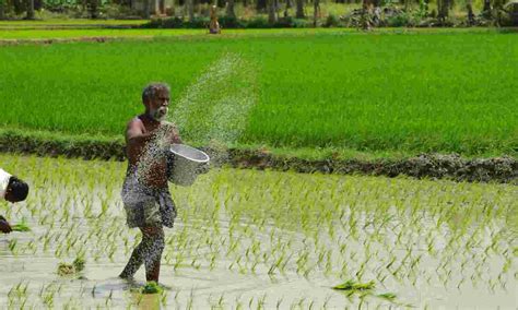 October S Paddy Procurement Surges Yoy Empowering Farmers Inventiva