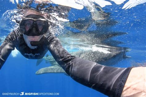 Snorkeling With Whale Sharks