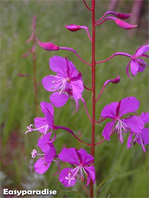 Easyparadise - Nature Photos by Mingfei: Grassland Flowers 5