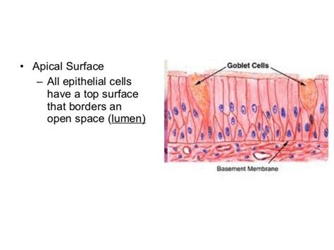 5 Epithelium Sp