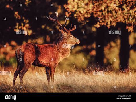 Richmond Park London Deer Hi Res Stock Photography And Images Alamy