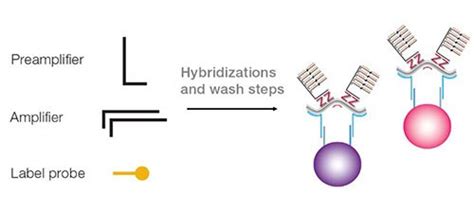 Quantigene Plex Gene Expression Assay Thermo Fisher Scientific Kr