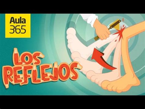 reflejos respuestas automaticas del cuerpo ineurociencias