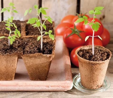 Tomaten Zaaien Zo Begin Je Eraan Tuincentrum Pelckmans