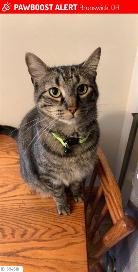 Brunswick Oh Lost Male Cat Baker Is Missing Pawboost