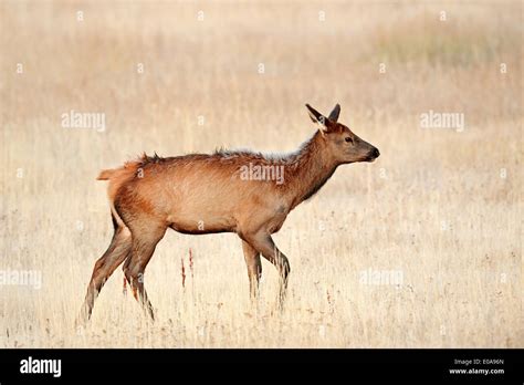 Wapiti Hirsch Fotos Und Bildmaterial In Hoher Auflösung Alamy