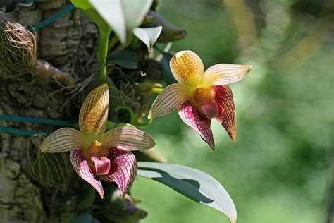 Bulbophyllum Facetum Lourens Grobler Flickr