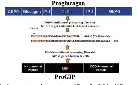 Gastric Inhibitory Polypeptide | Semantic Scholar