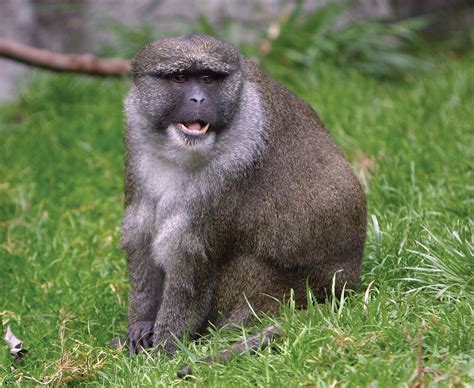 Swamp monkey | Rainforest, Nocturnal, Endangered | Britannica