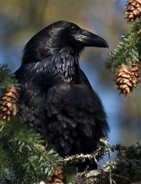 Pin By Marc A Johnson On Raven Crow Raven Bird