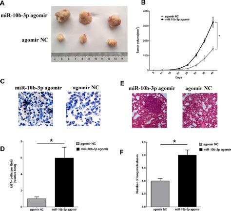 Mir 10b 3p Contributes To Escc Tumor Growth And Metastasis In Vivo A Download Scientific