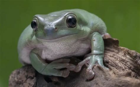 Top Most Popular Pet Frogs For Beginners