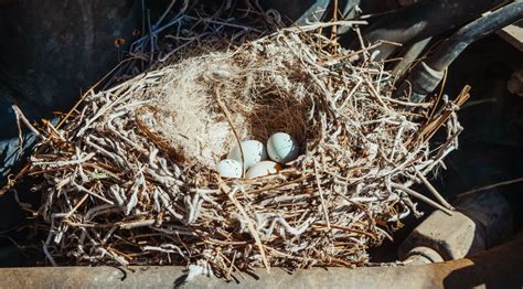 Bird Nest Removal Essential Tips And Tactics For Homeowners