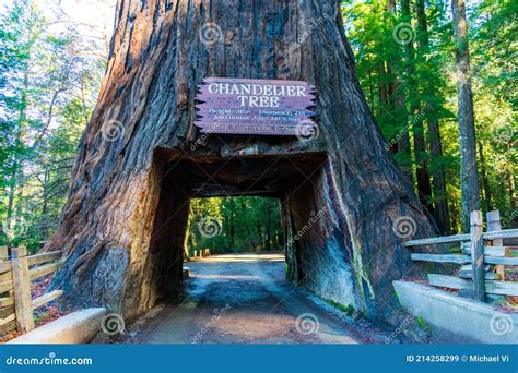 Drive Through Redwood Tree Editorial Image | CartoonDealer.com #18151472