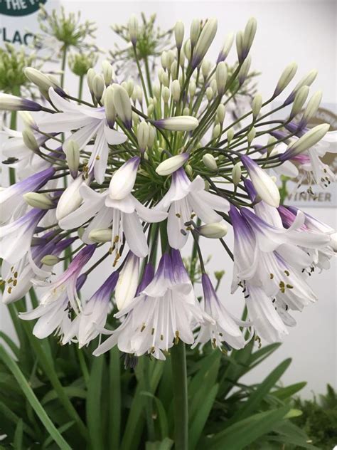 Hoyland Plant Centre Agapanthus Tulbaghia And Nerines