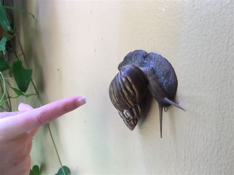 Biggest Snail This Has To Be The Biggest Snail I Ve Ever S Dylan