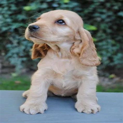 Adopcion Cocker Spaniel ANUNCIOS Diciembre Clasf