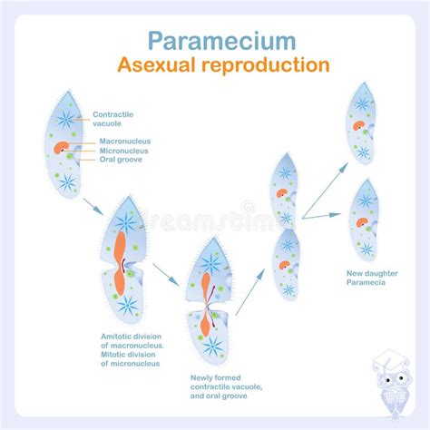 Asexual Reproduction In Protozoa Paramecia Division Stock Vector Illustration Of