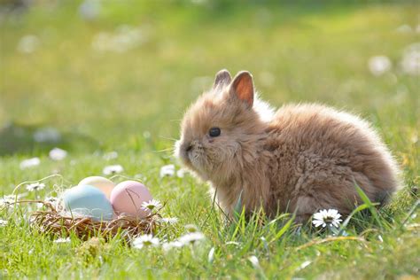 Les chasses aux oeufs dans Paris de Pâques 2023 75 Sortiraparis