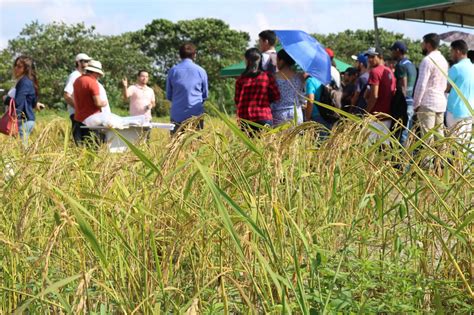 Como Chama A Cultura Do Arroz Morfologia Do Arroz Mundo Ecologia