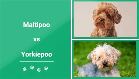 Maltipoo Vs Yorkiepoo The Differences With Pictures Pet Keen