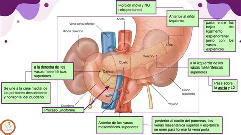 SOLUTION Anatom A E Histolog A De Pancreas Studypool