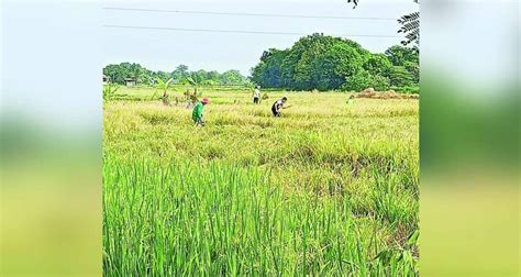 Rice Price Cap Less Likely To Last Defensor