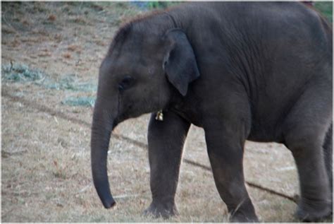 Top 5 Elephant Reserves In India Deep Jungle Home