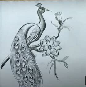 Peacock Drawing Sketch