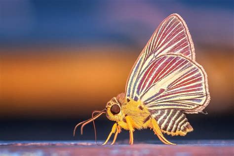 Sanovnik Insekti Ta Zna I Sanjati Insekte Sanovnik Sanjarica