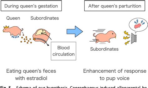 Figure From Responses To Pup Vocalizations In Subordinate Naked Mole