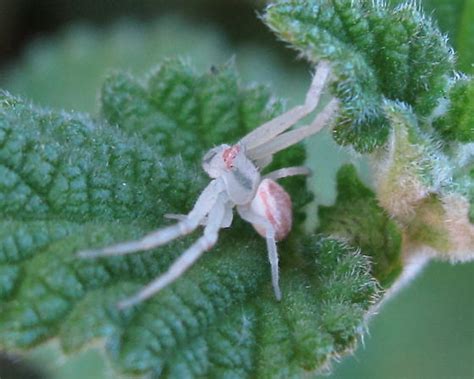 White Pink And Gray Crab Spider Mecaphesa Bugguidenet