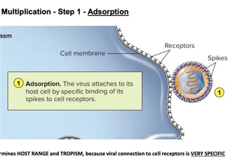 Viral Replication Flashcards Quizlet