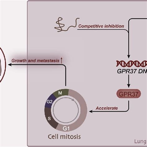 Schematic Illustration Of The Gpr37 Based Cerna Regulatory Network