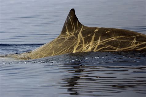 Whales of Mystery: We know so little about beaked whales